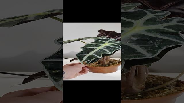 Алоказия Полли