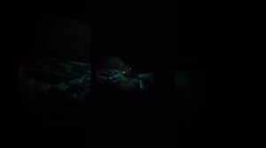 Веном 2 сцена после титров