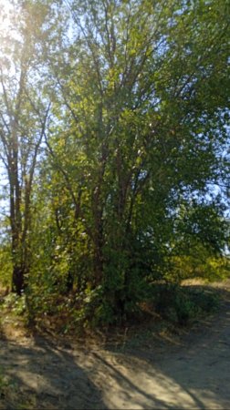 Природа☘️☘️☘️ #природа #озеро #релакс