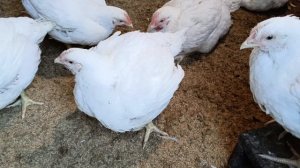 Выращивание бройлеров