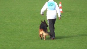 Iliano vom Fichtenschlag