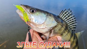 Злые судаки на джиг! Половили хищника, карасей и сазана!!!