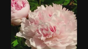 FLOWERS 🌺🌺🌺 Big peonomagic flowers 🌸 🌸 🌸 пиономагия удивительные цветы пионов