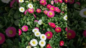 Маргаритки © Copyright: Бронислав Сычёв, 2021 Свидетельство о публикации №121060804585