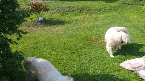 Девчонки на даче.После купания.