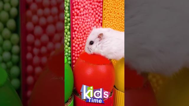 #Shorts Хомяк Хома! Радужный лабиринт для моего милого хомячка #домашниеживотные #милые #хомячки