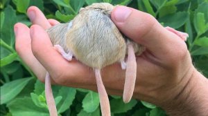 Жирнохвостая песчанка: Интересная альтернатива хомякам и мышкам с жирной колбаской вместо хвоста