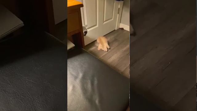 Погрузитесь в мир котов! Каждый клип — это мгновение счастья, которое нельзя пропустить! 🐾✨