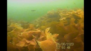 треска и навага