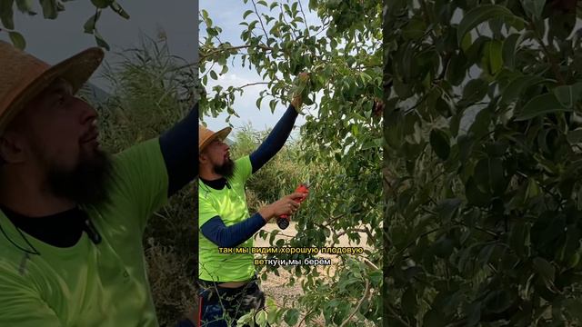 Секрет обрезки плодовых деревьев