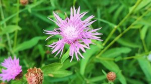 Легкие шаги, композитор Александр Шантин, видео Яна Велк, аранжировка и исполнение Александр Шантин