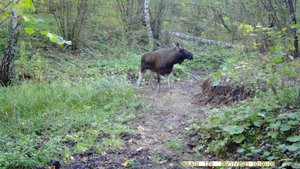 Осенний "переГОН"