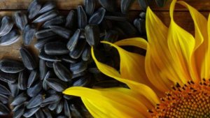 Обработка подсолнечника гербицидами  “Экспресс“ и  «Гренадёр»