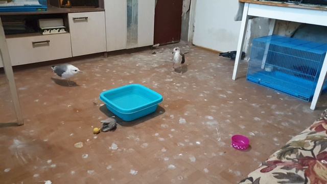 Как снимается рубрика ВСЕ ЖИВОТНЫЕ В ОДНОЙ КОМНАТЕ