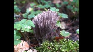 Очерк о грибах / Essay on mushrooms