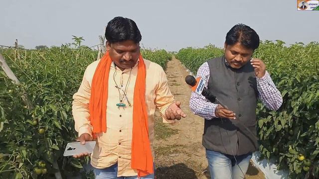 Hybrid Tomato Farming Technique।हाईब्रीड टमाटर की खेती कैसे करें।। Tamatar ki kheti kaise karen