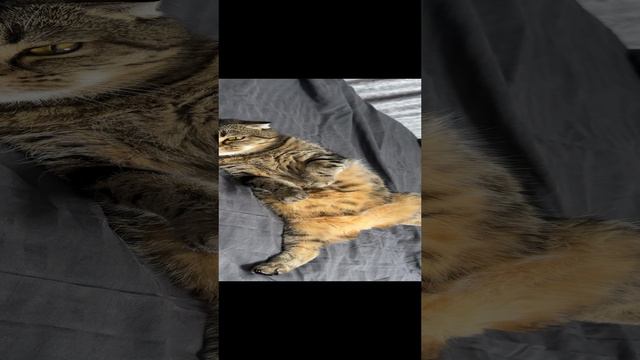 ЧЕССИ🐯ВДВОЕМ ЛЕЖИМ НА БОКУ