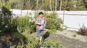 ПРЕВОСХОДНЫЙ УРОЖАЙ СВЕКЛЫ. ВРЕМЯ ПЕРЕСАЖИВАТЬ МНОГОЛЕТНИКИ