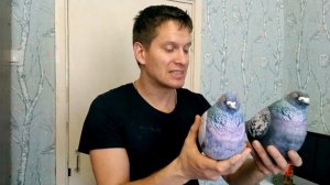 Таких птиц может держать в квартире абсолютно каждый