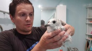 ПТЕНЕЦ - СЛЁТОК - ВЗРОСЛЫЙ. Сизая чайка