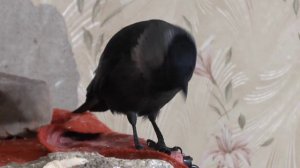 У каждой птицы в комнате своя территория