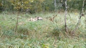 Медведь сожрал корову