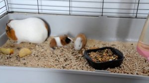 Морским свинкам один день жизни. Посмотрите, как они уже играют!