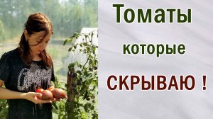 Обзор томатов которые скрываю. Какие томаты больше никогда не посажу.