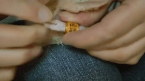 Лена. Кольцевание птенцов голубей