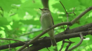 Серая мухоловка   ( Muscicapa striata )