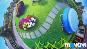 Купила саженцы для дачи