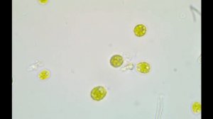 ХламидоМонаде посвящается... (это водоросль такая, а не оперная певица)