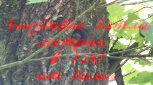 Гнездовье дятла