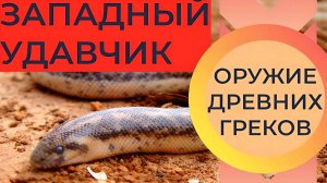 Западный удавчик: Родственник анаконды с юга России. Зачем древние греки кидались ими во врага?