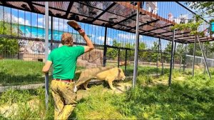 ПОЛНАЯ НЕОЖИДАННОСТЬ! Олег Зубков выпускает Донецких львов на свободу и гоняет белого льва ТАПКОМ!