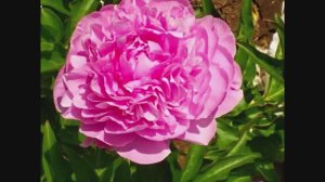 FLOWERS 🌺🌺🌺 Big flowers Peones  🌸 🌸 🌸 пиономагия ОГРОМНЫЕ удивительные цветы пионов
