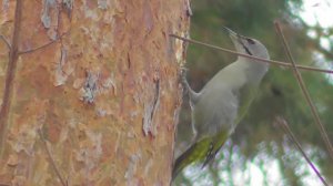 Седой дятел. Самец ( Picus canus )