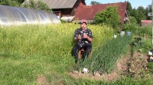 Лук из семян, Эксибишен. Летние процедуры