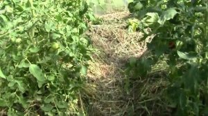 Первый урожай помидор 14.06.2020