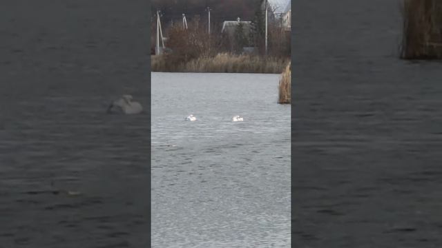 November storm and swans 🦢 #swanlake #wildswans #дикиелебеди #лебединоеозеро