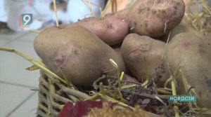 "Её величество Картошка!": в Дмитриевке прошёл традиционный фестиваль