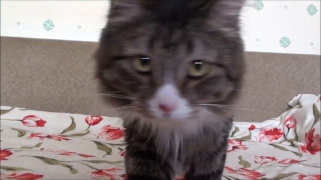 ГОЛУБЬ, КОТОРЫЙ ПОКОРИЛ ВЕСЬ МИР