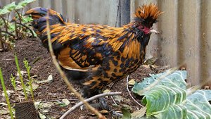 МОЛОДНЯК_Куры_2024_Сергей Дмитриев_Алтай_Барнаул_СЕнтябрь_YOUNG CHICKENS _2024_sergey Dmitriev_Altay