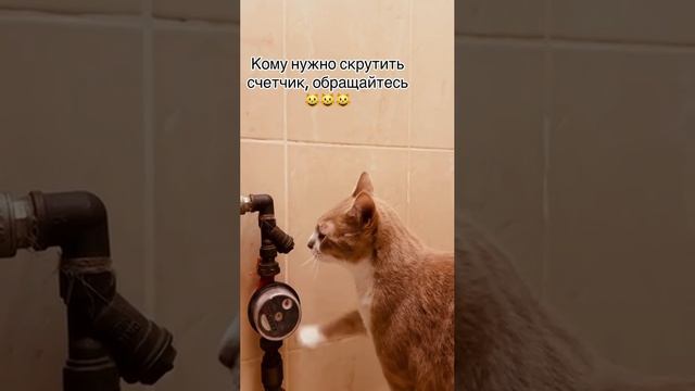 Сантех котэ.