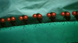 Песня про шмеля.