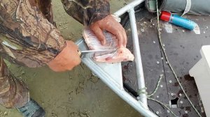 САЗАНЫ гнут удочки и рвут крючки! балык из сазана и язя за один час! рыбалка в Астраханской области!