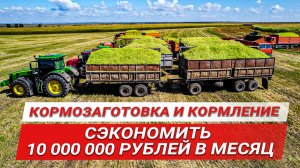 Сэкономить 10 миллионов в месяц | Krone Big X на уборке кормов | Сенаж тритикале | Кукурузный силос