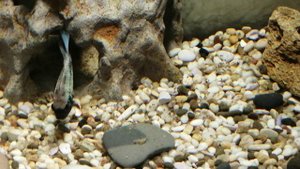 Мальки наннакары neon blue