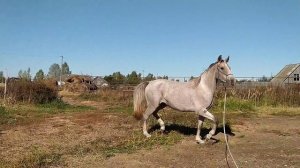 Озорница (Озорник-Омела), 2021 г.р./ Вариант на корде