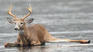 Что придумали звери, чтобы не скользить на льду и в гололёд?